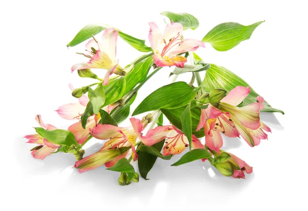 Gigli rosa di un'alstroemeria isolata su bianco — Foto Stock