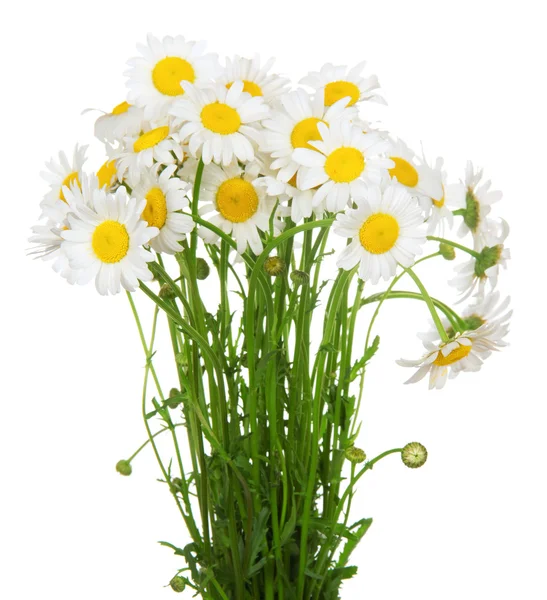 Boeket van vele mooie kamille bloemen geïsoleerd op wit — Stockfoto