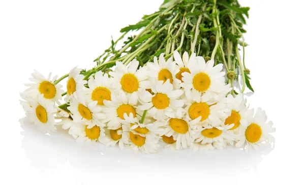 穏やかな白いカミツレの花束 — ストック写真