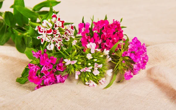 Blommor av charmiga små färgade nejlikor på en duk — Stockfoto