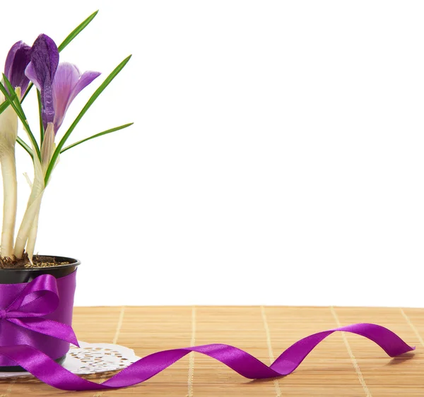 Pot with crocuses decorated by a tape on the bamboo cloth, isolated on white — Stock Photo, Image