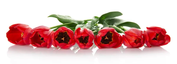 De lente tulpen die prachtig vastgesteld, geïsoleerde op wit zijn — Stockfoto