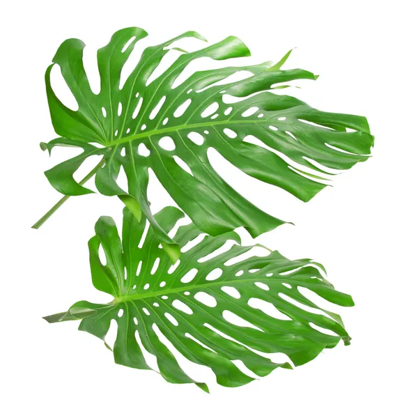 Two tropical leaves isolated on white — Zdjęcie stockowe