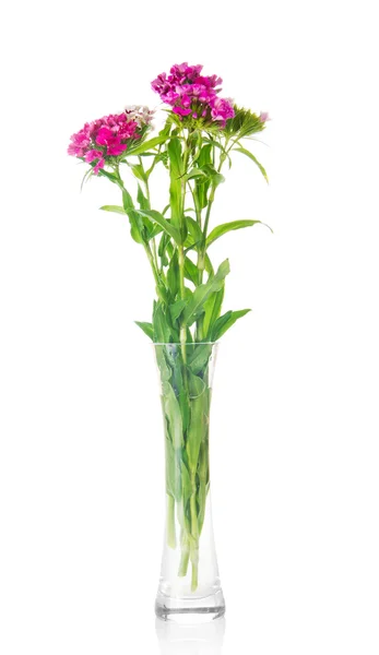 玻璃透明花瓶里的康乃馨花束 — 图库照片