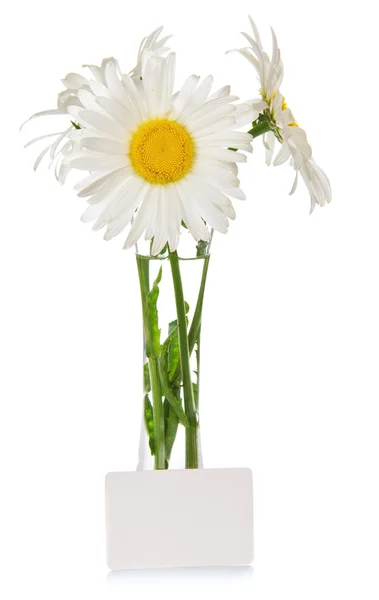 Camomiles in a vase and an empty card for the letter — Stock Photo, Image