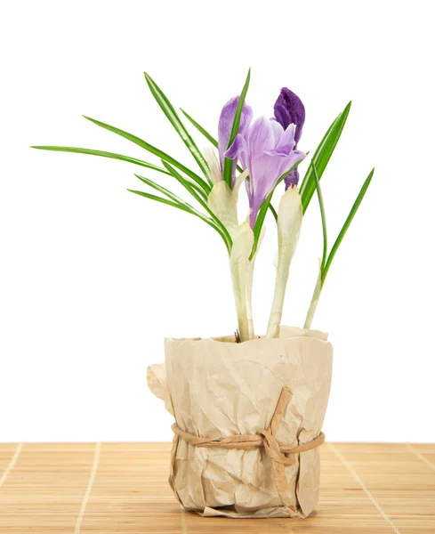 Pot with crocuses on the bamboo cloth, isolated on white — Stock Photo, Image