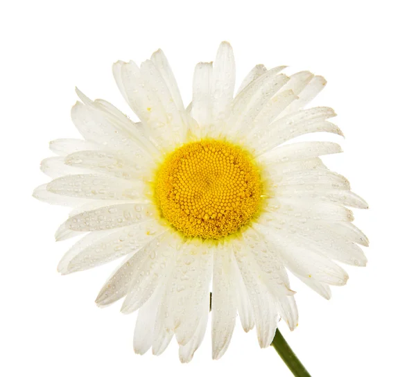 Gentle head of a camomile in the water drops — Stock Photo, Image