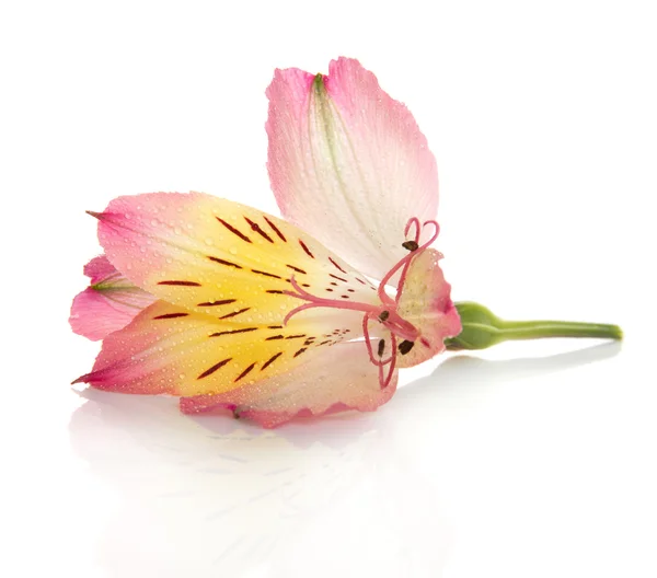 En blomma av alstroemeria Lilja med dagg isolerad på vit — Stockfoto