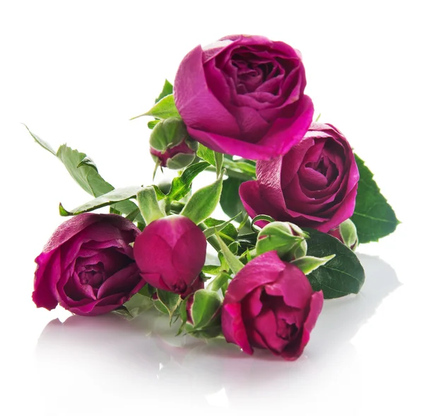 Ροζ τριαντάφυλλα δέσμη που απομονώνονται σε λευκό — Φωτογραφία Αρχείου