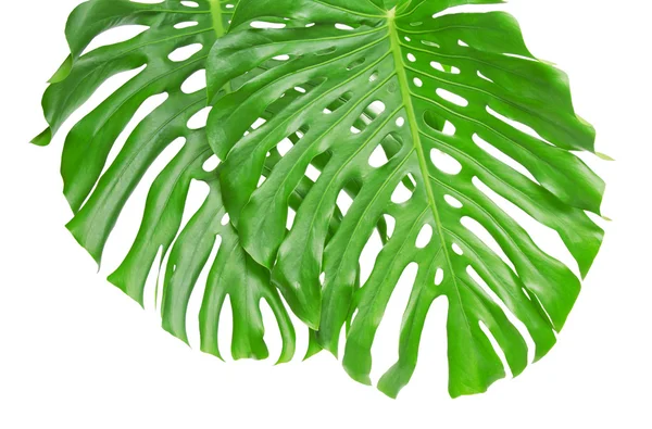 Two bright tropical leaves with holes close up — Stock Photo, Image