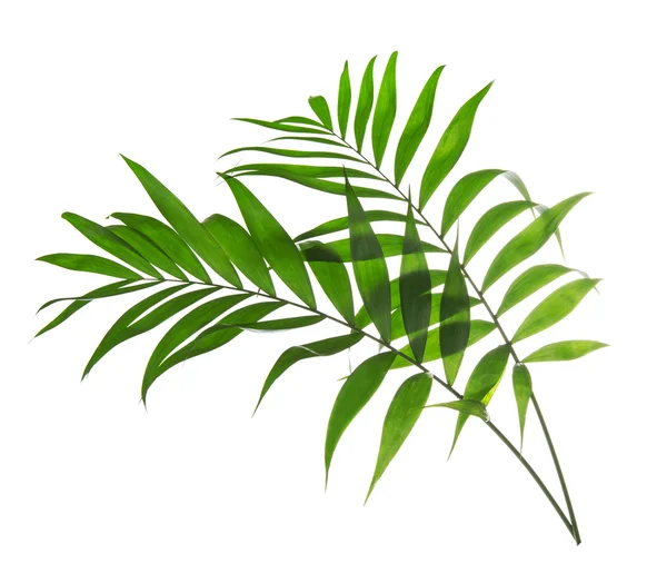 Feuilles vertes de palmier Howea isolées sur blanc — Photo