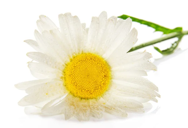 Gentle head of a camomile in the water drops — Stock Photo, Image