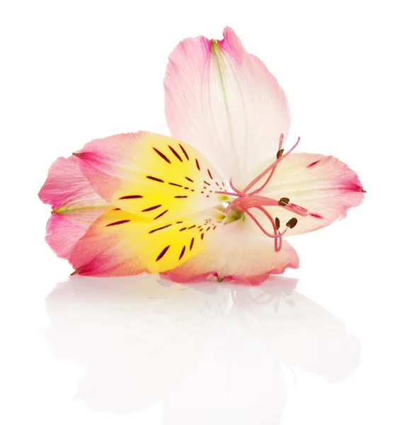 Alstroemeria lily geïsoleerd op wit — Stockfoto