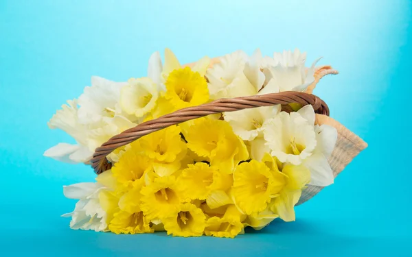 White and yellow narcissuses in a basket, on a blue background — Stock Photo, Image