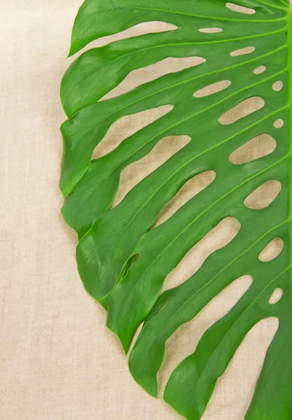 Duży zielony liści z bliska na tkaninie — Zdjęcie stockowe