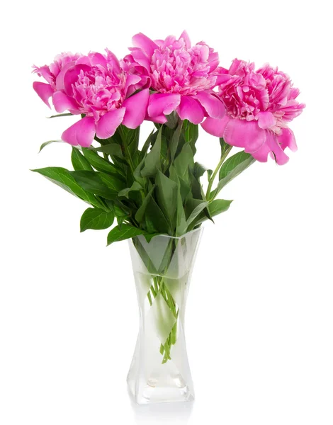 Three big pink peonies in the glass vase, isolated on white — Stock Photo, Image