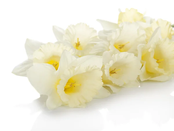 I bianchi, delicati fiori primaverili isolati sul bianco — Foto Stock