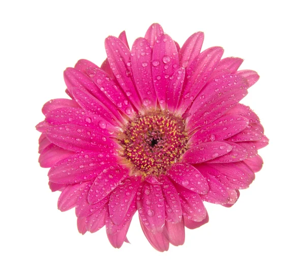 Piękny kwiat gerbera — Zdjęcie stockowe