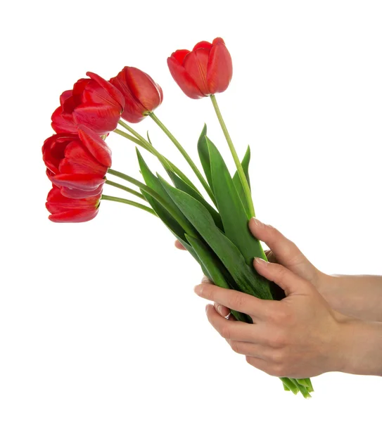 Mooi boeket van rode tulpen in de vrouwelijke handen, geïsoleerd op wit — Stockfoto