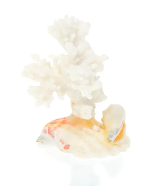 Koral biały z bliska na białym tle — Zdjęcie stockowe