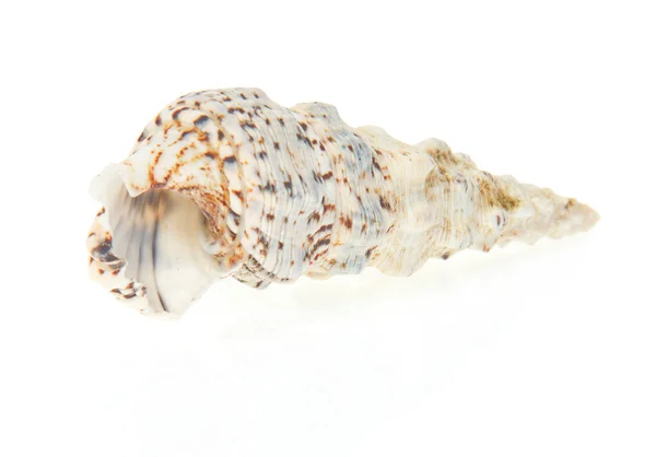 Seashell isolato su bianco — Foto Stock