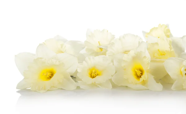 De witte, zachte Lentebloemen geïsoleerd op wit — Stockfoto