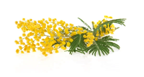 The branch of a mimosa isolated on white — Stock Photo, Image