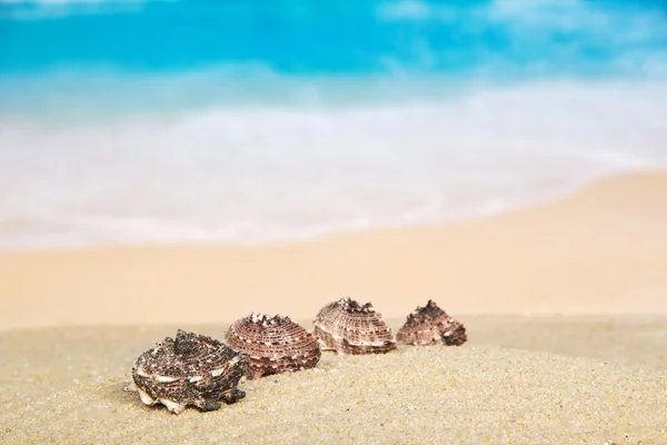 Hermosas conchas marinas en la costa arenosa —  Fotos de Stock