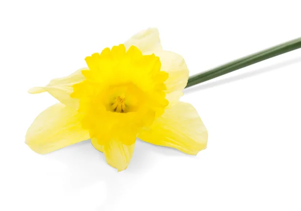 Il fiore giallo primaverile, isolato su bianco — Foto Stock