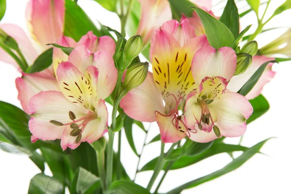 su üzerinde beyaz izole bir vazoda pembe alstroemeria