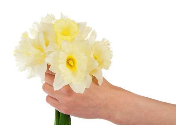 Bouquet de narcisses blanches à la main féminine, isolé sur blanc — Photo