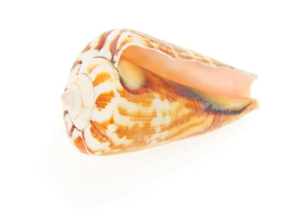 Seashell da vicino isolato su bianco — Foto Stock