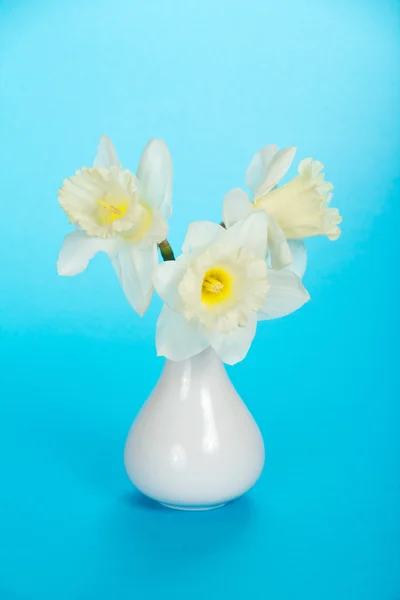 Bouquet aus zarten, frühlingshaften, weißen Narzissen in einer Keramikvase, auf blauem Hintergrund — Stockfoto