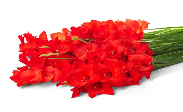 Piros virágok elszigetelt fehér — Stock Fotó