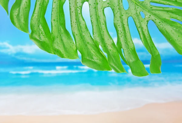 Hoja tropical con gotas de agua contra una playa — Foto de Stock