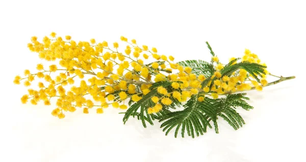 Beyaz izole Mimoza Şubesi — Stok fotoğraf