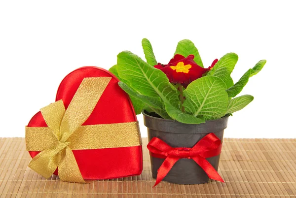 Primula, caja de regalo de corazón en el paño de bambú, aislado en blanco —  Fotos de Stock