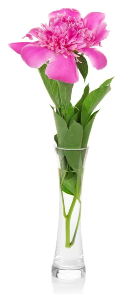Peonia rosa nell'elegante vaso, isolata sul bianco — Foto Stock