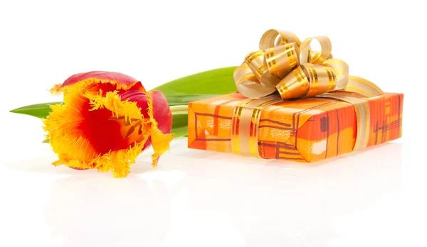 Tulpe und Schachtel mit Geschenk, isoliert auf weiß — Stockfoto