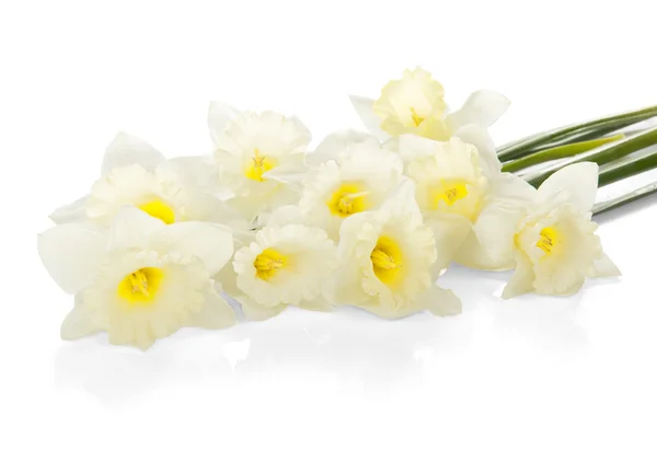 Sevimli beyaz narcissuses beyaz izole — Stok fotoğraf