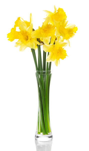 Yellow narcissuses in the transparent vase, isolated on white