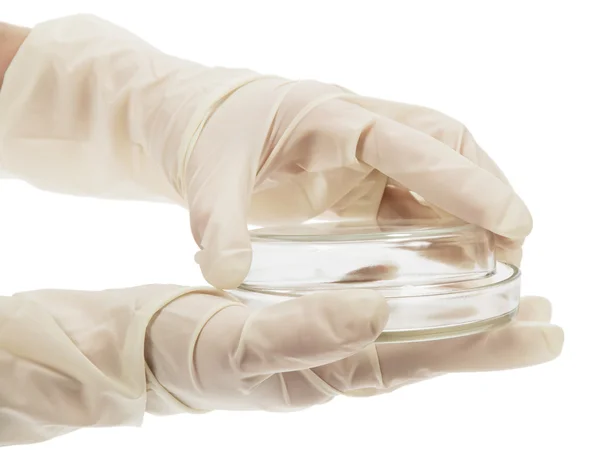 Petri dish on hands in gloves isolated on white — Stock Photo, Image