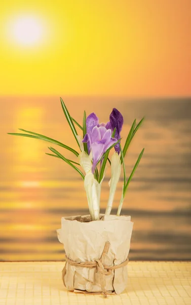 Pot with crocuses on a bamboo cloth against the sea — Stock Photo, Image