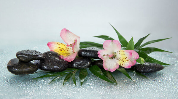 Wet stones and alstroemeria flower on a howea leaf, on a gray background