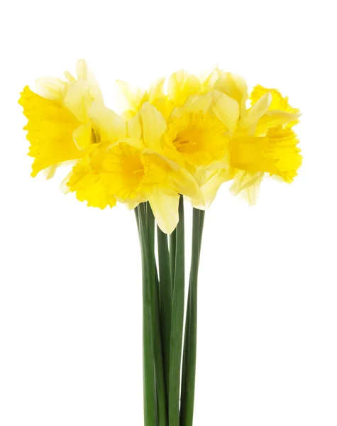 The spring bouquet of yellow narcissuses isolated on white — Stock Photo, Image