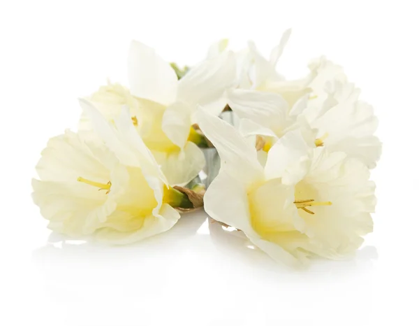 Ramo de narcisos de primavera, aislado sobre blanco — Foto de Stock