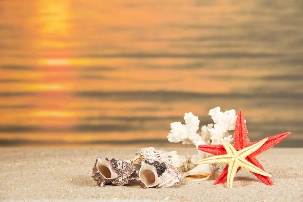 Starfishes, cockleshells and coral against a romantic decline — Stock Photo, Image