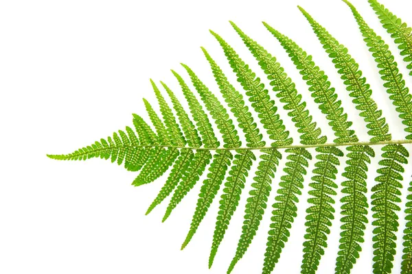 Sporangium op blad fern — Stockfoto