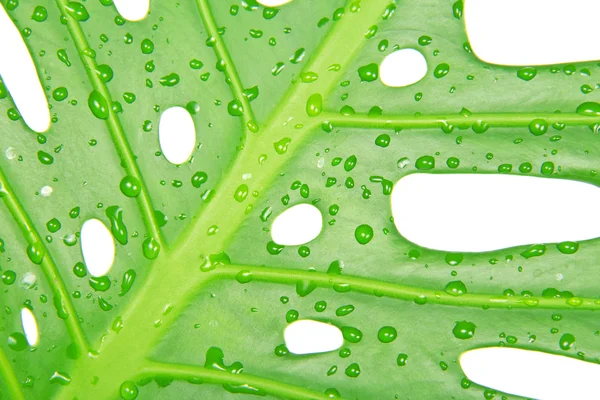 Close-up. tropische blad met water drops — Stockfoto