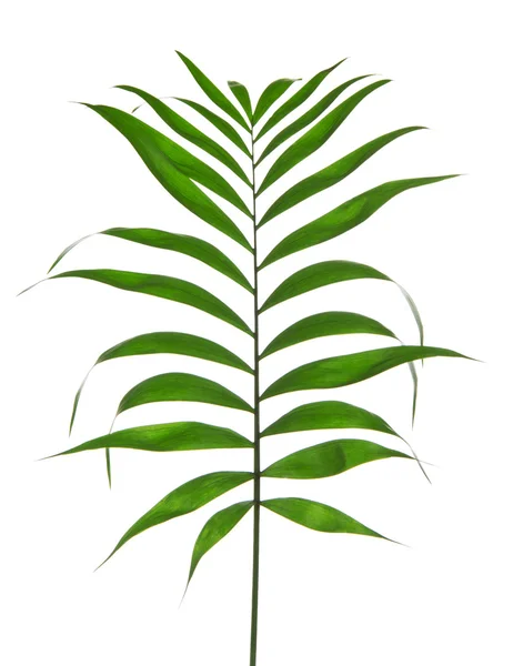Folha doce de uma palmeira um Howea, isolado em branco — Fotografia de Stock